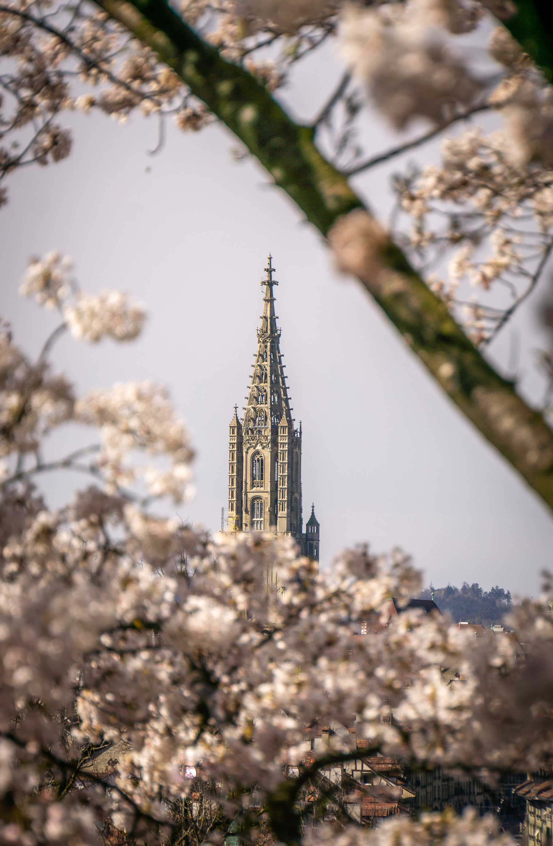Berner Münster umrandet von Kirschblüten